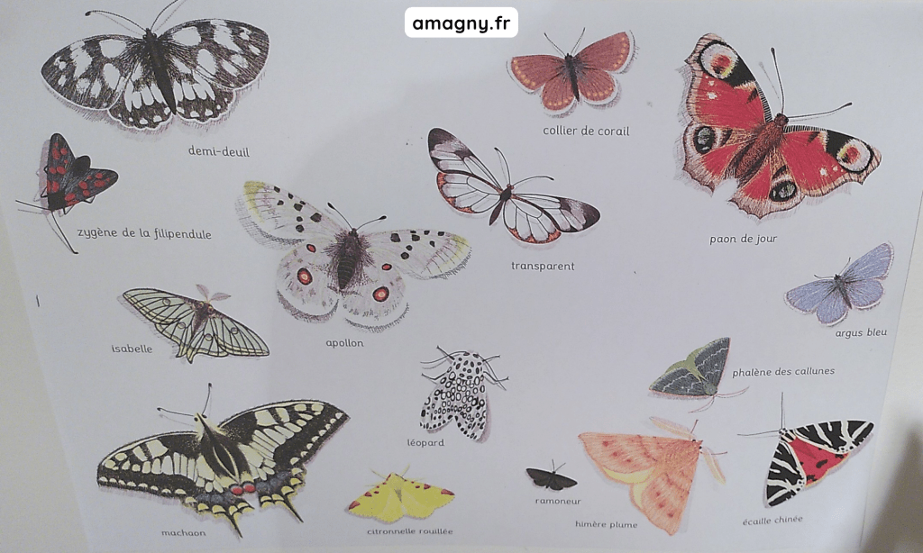 Planche de papillons extrait du livre La toile d'Isabelle Simler 