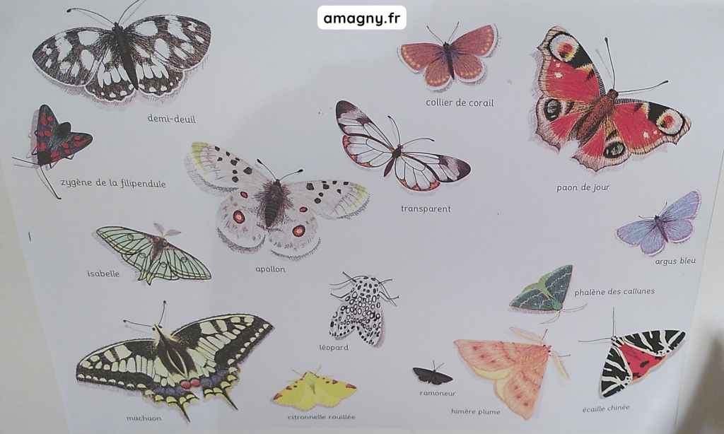 Planche d’illustrations d’Isabelle Simler représentant différentes espèces de papillons et de noctuelles, avec leurs noms.