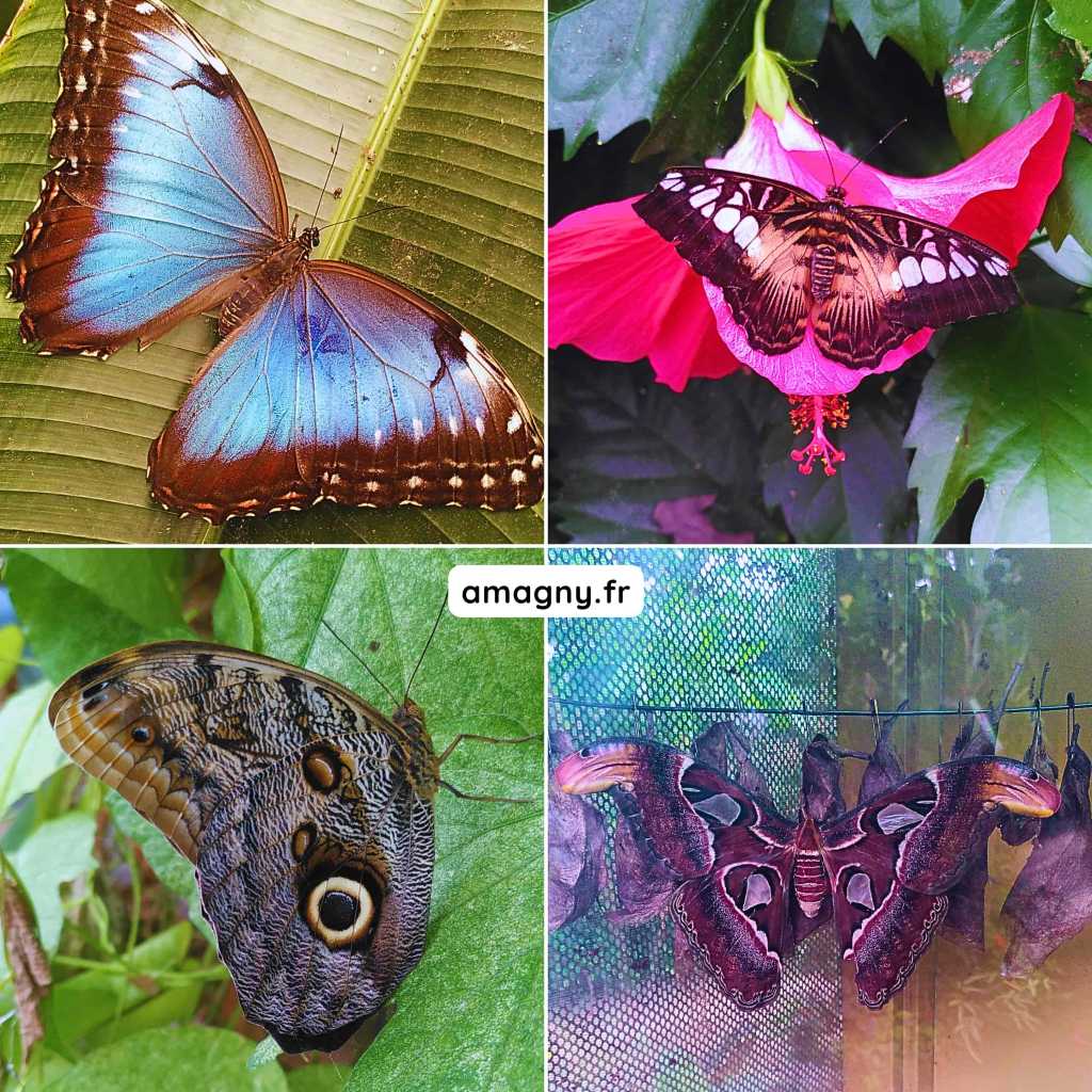 Quatre papillons et un grand papillon de nuit présentés en collage, aux couleurs et motifs variés.