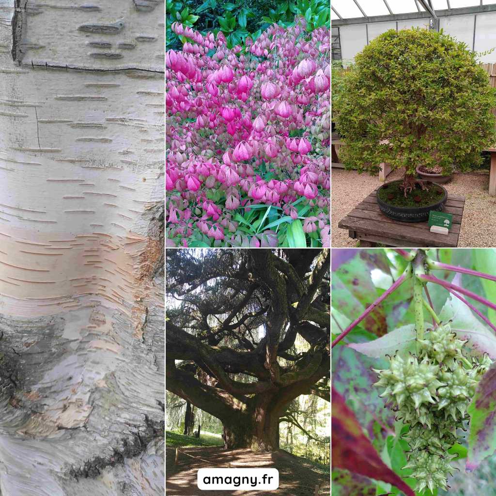 Collage de photos dâarbres et de plantes : Ă©corce de bouleau, fleurs roses, bonsaĂŻ en serre, grand arbre ancien, logo amagny.fr et fruit vert Ă©pineux.