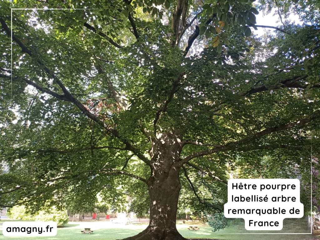 HĂȘtre pourpre majestueux classĂ© arbre remarquable de France dans un parc verdoyant.