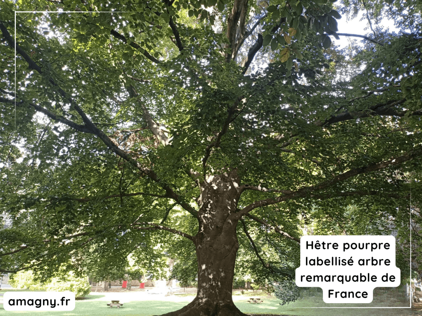 Hêtre pourpre labellisé arbre remarquable au lycée Lakanal