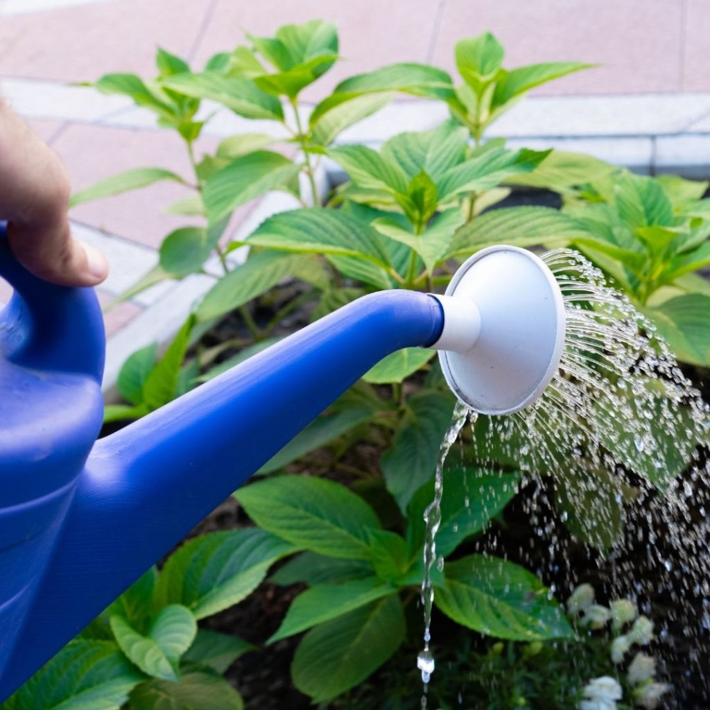 Personne arrosant des plantes avec un arrosoir bleu dans un massif.