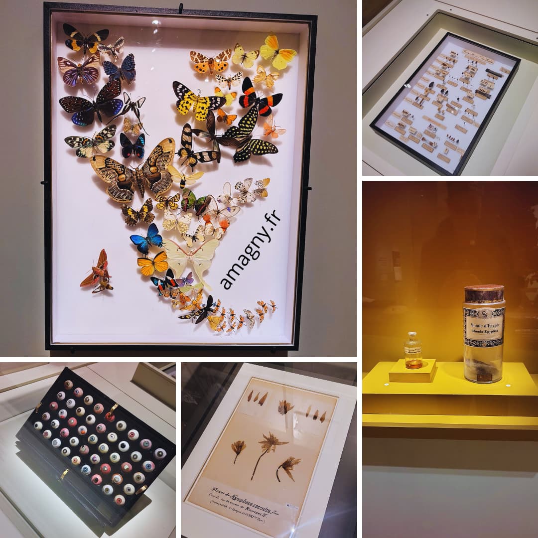 Montage de photos de l’exposition Momies au Musée de l’Homme, présentant des collections scientifiques : insectes naturalisés, planches botaniques, objets historiques et spécimens d’étude.