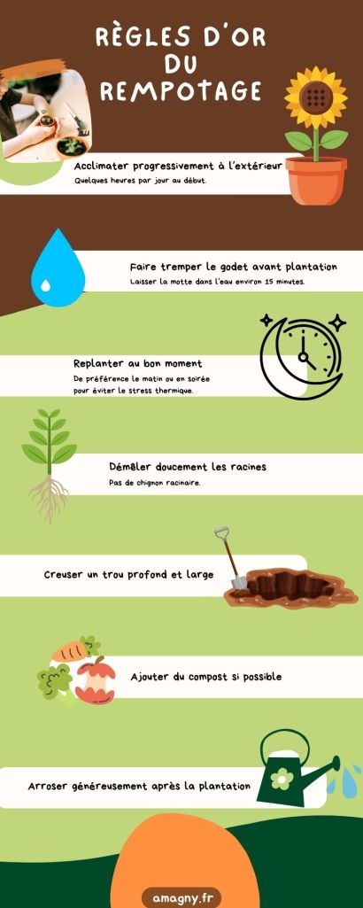 Infographie présentant les étapes essentielles pour réussir le rempotage des plantes.
