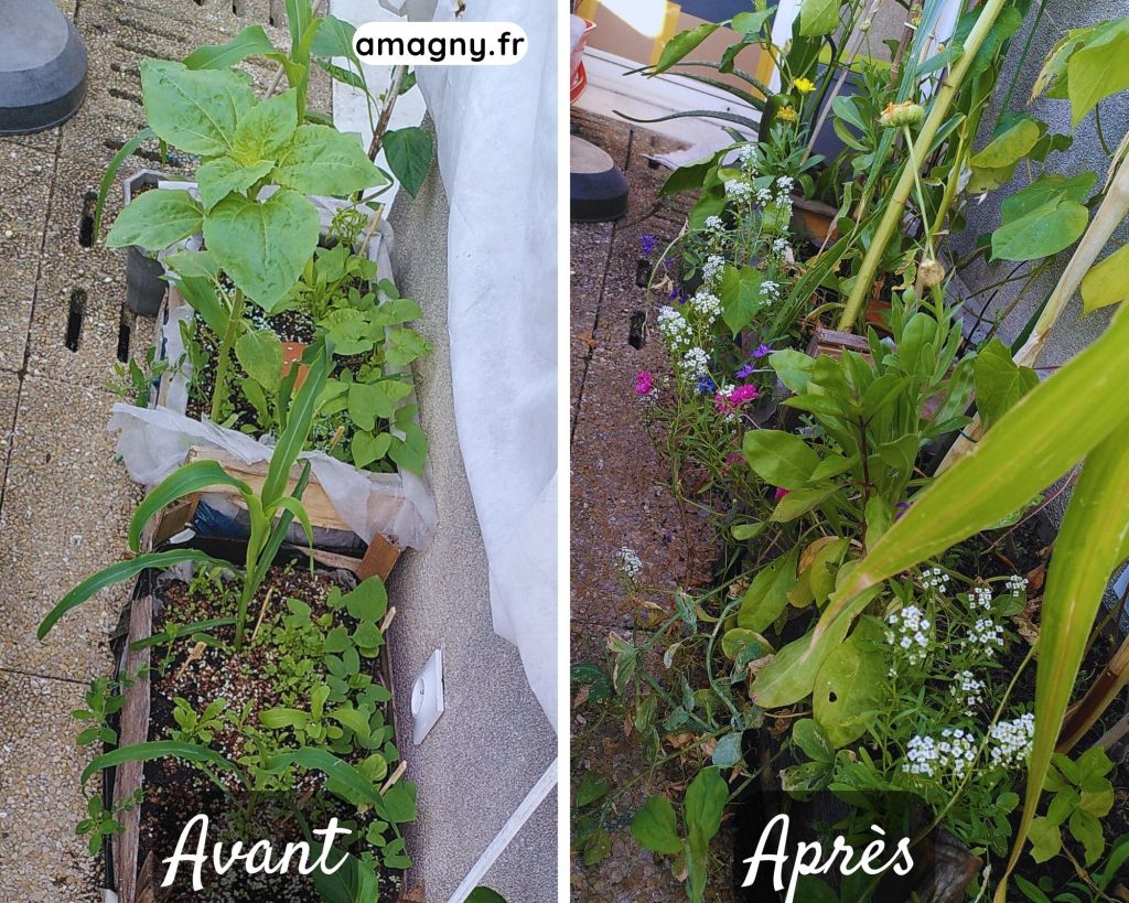 Comparatif avant-après d’un bac potager montrant l’évolution des plantations, de jeunes pousses à un massif fleuri.