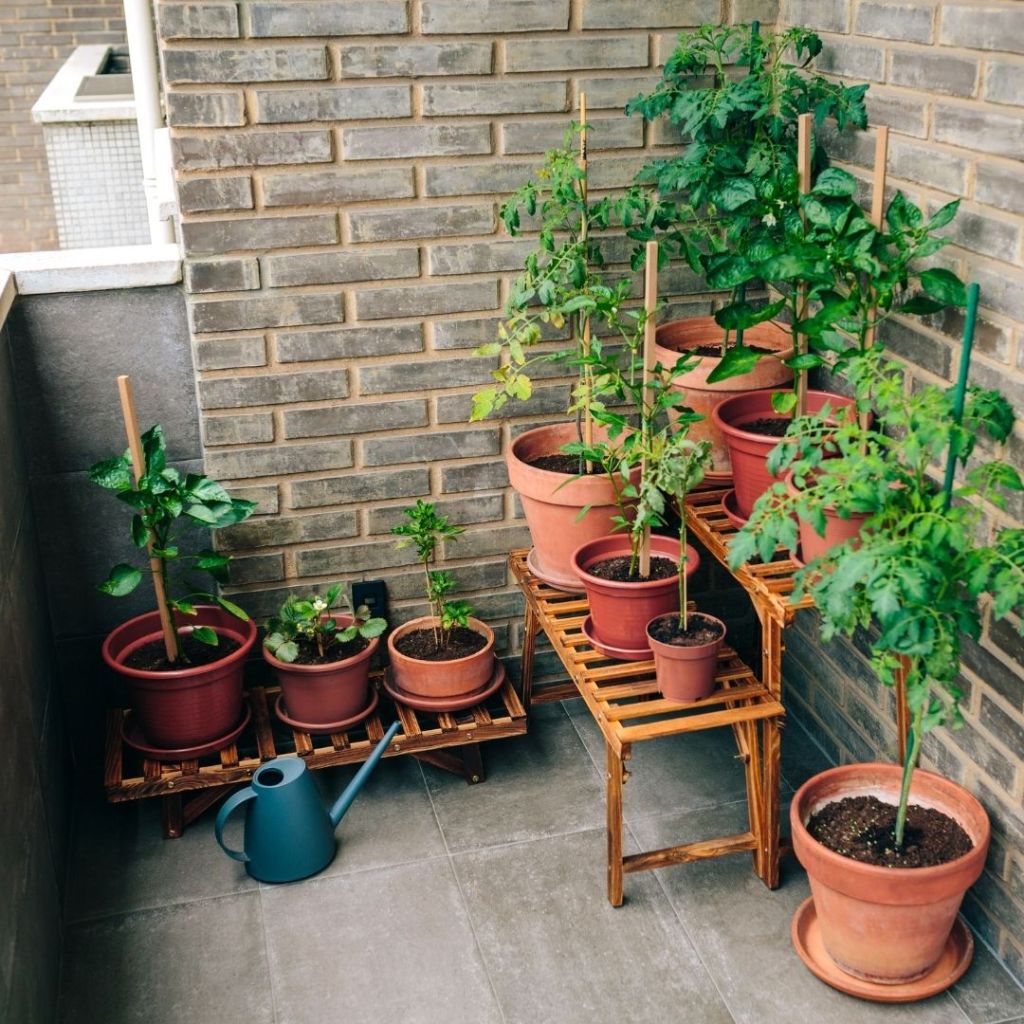 Pots de plantes potagères disposés sur un balcon, avec arrosoir et supports en bois.