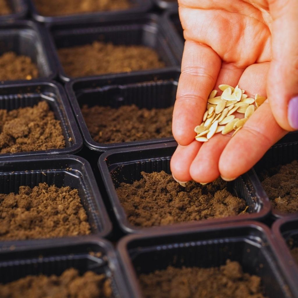 Main tenant des graines au-dessus d’un bac de semis rempli de terreau.