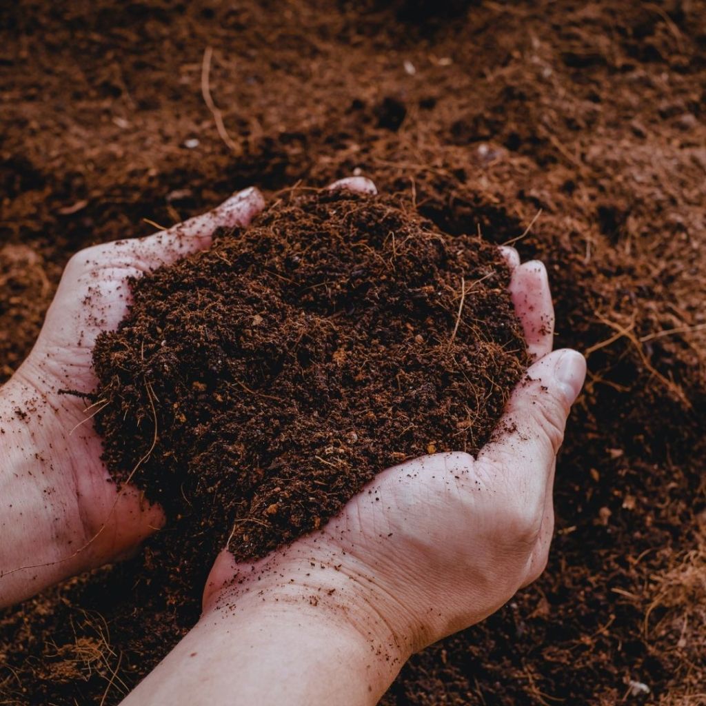 Mains tenant du terreau sombre et fertile, prêt pour le jardinage.
